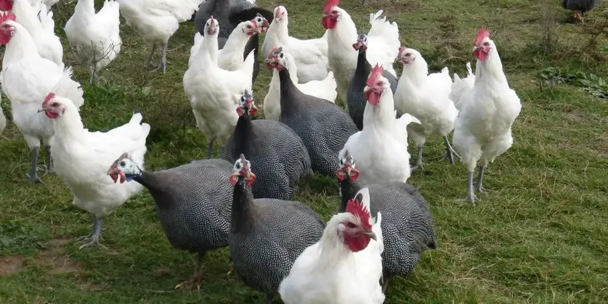 La Ferme Des Gautheys