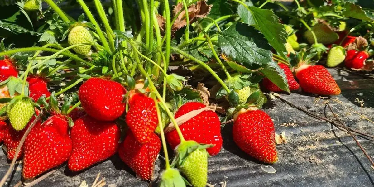 Cueillette de Fraises, Fleurs & Asperges : TERRADOC