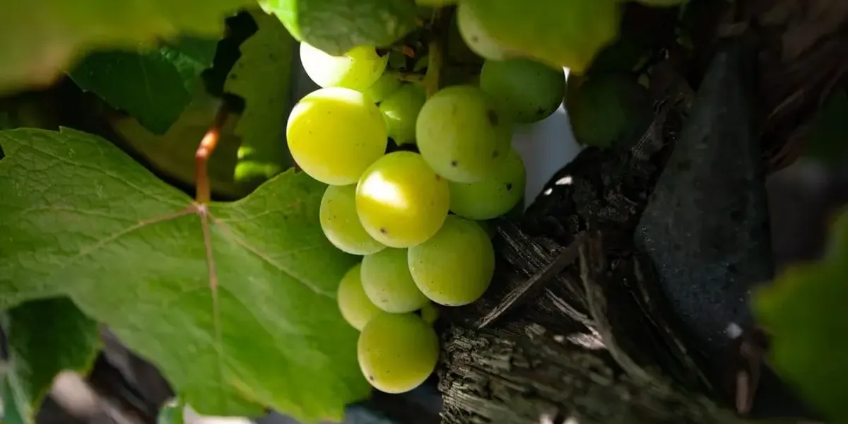 Domaine Des Renardières