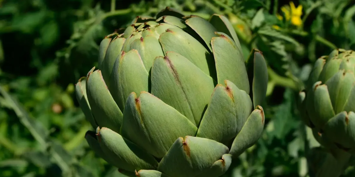 Le Potager De Cérès