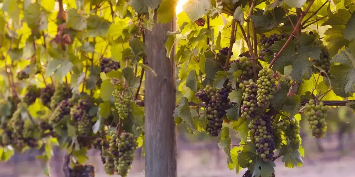 Domaine Du Chaillot