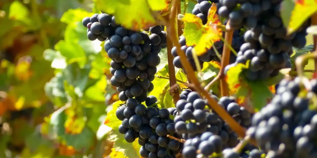 Vignoble du Chant d'Oiseaux
