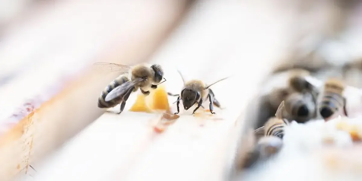 CONFIDENCES D'ABEILLES