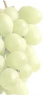 Perle du Sud
