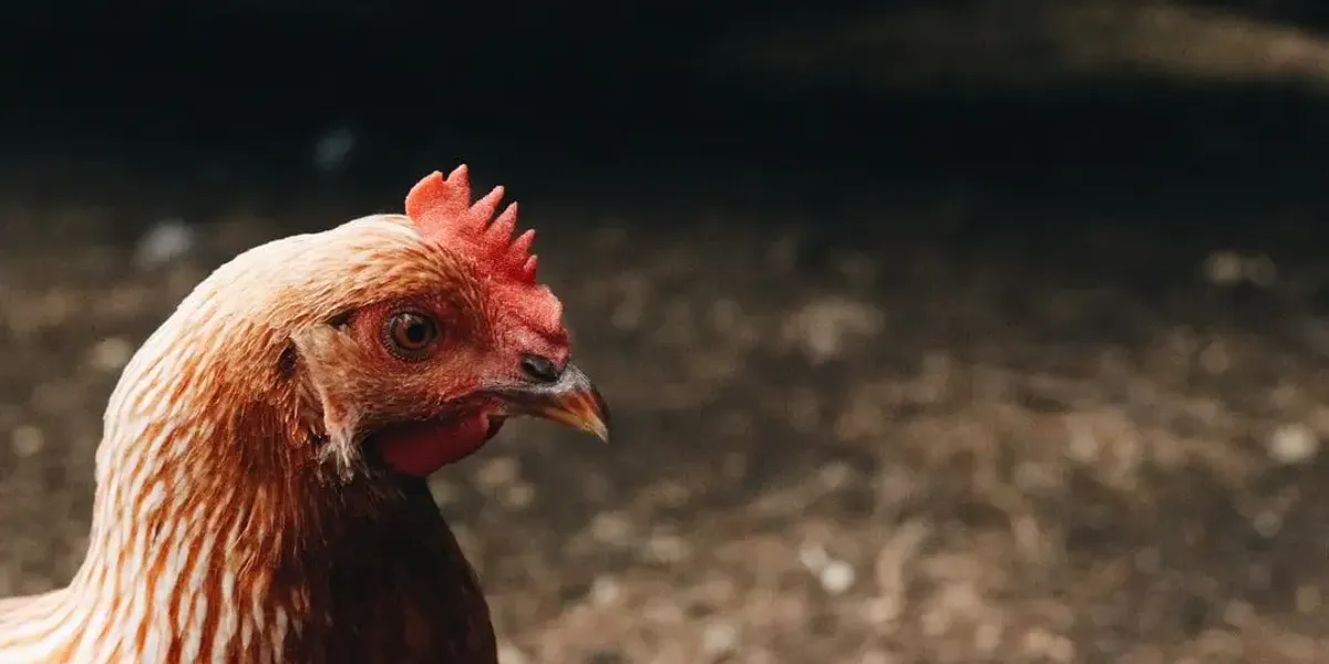 Ferme Du Magny