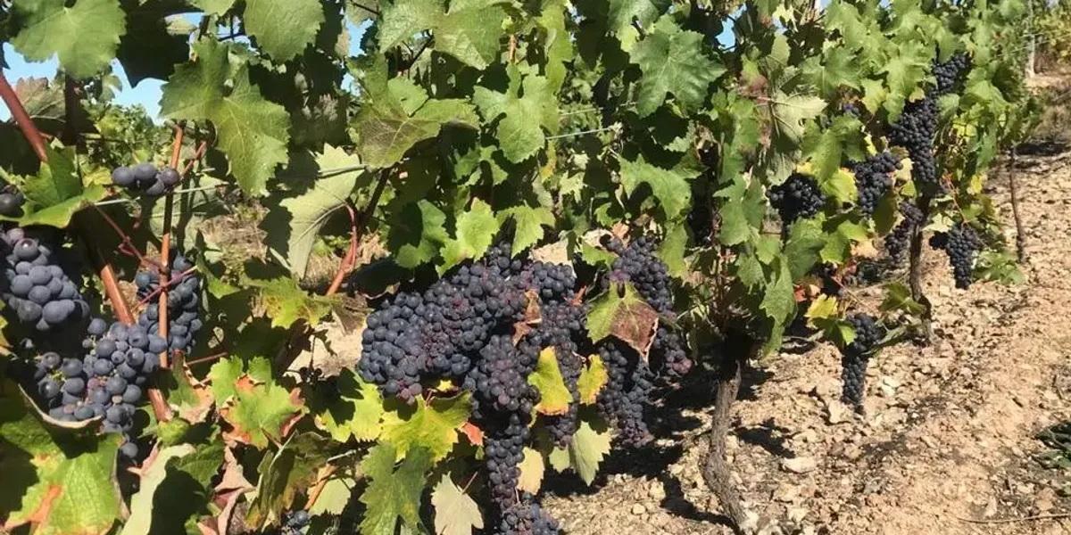 Domaine du Four à Chaux EARL Norguet Dominique