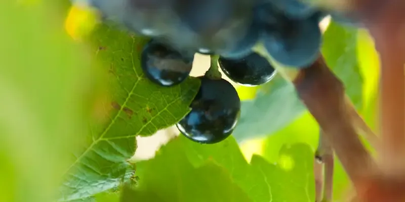 Domaine de l'ausseil