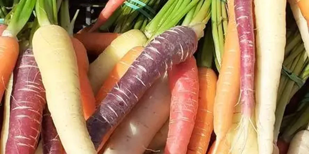 Le Potager de Kergistalen