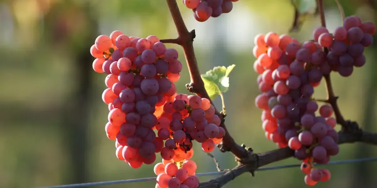 Franciment-Rouby et Fils GAEC