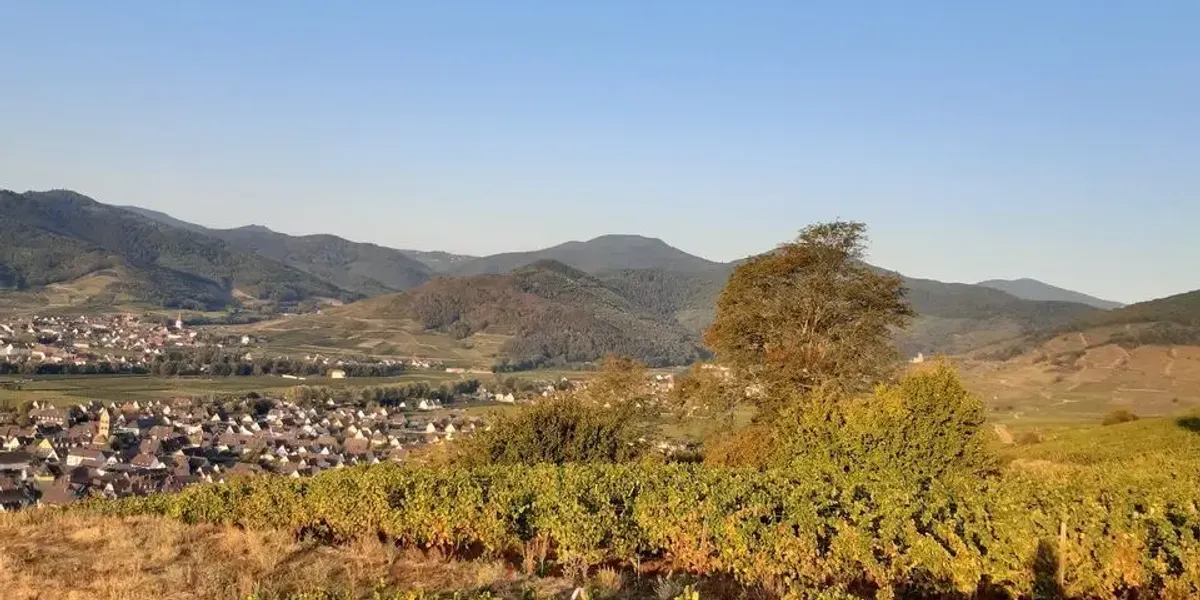 Domaine Etienne Simonis