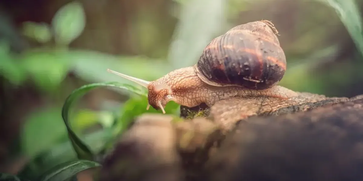 La Coquille De Massiac