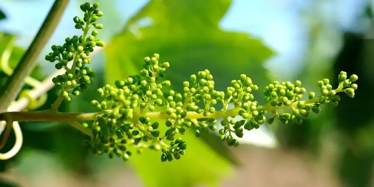 Domaine belles pierres