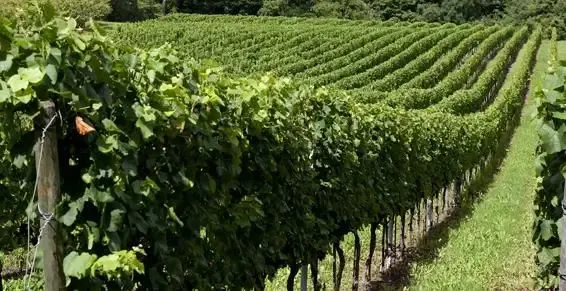 Les Vignerons du Toulois