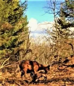 Ferme le Brigand des Picadis