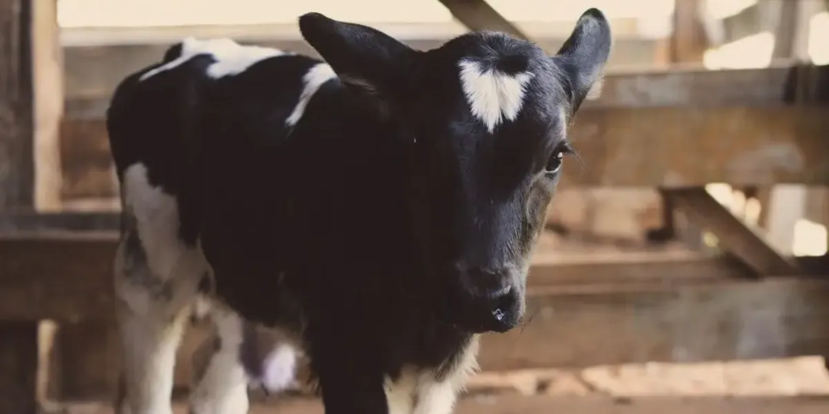 Ferme Des Jarouilles