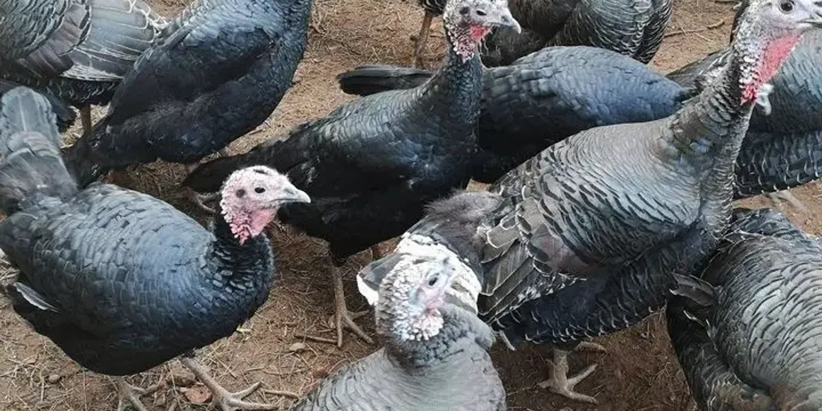 La Ferme de Cocotte et Compagnie