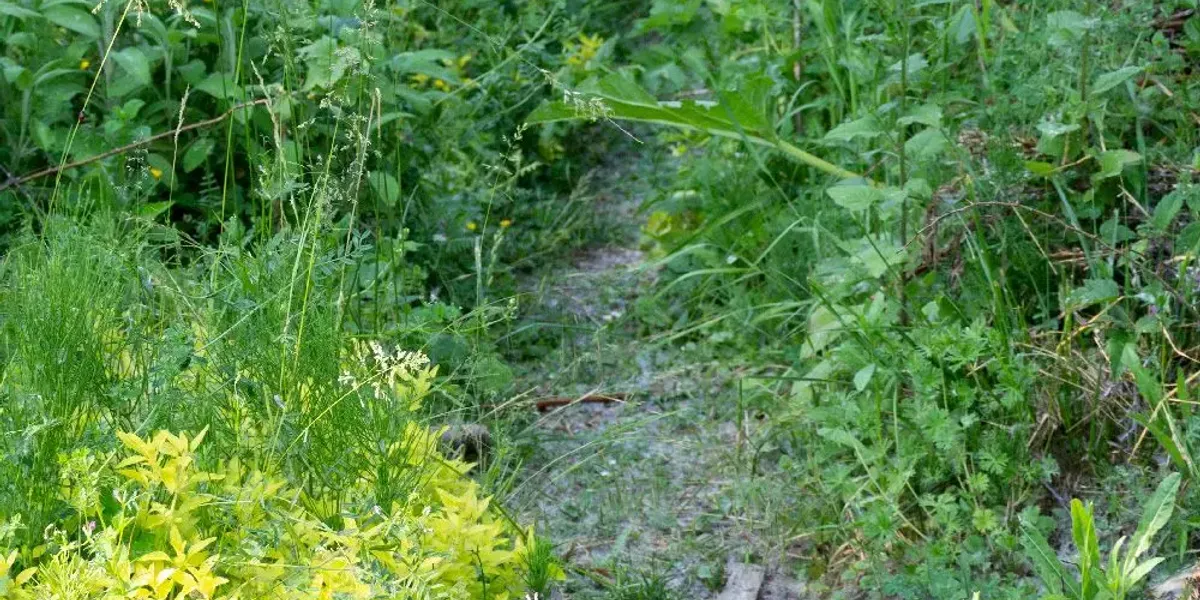 Chalouette en herbes