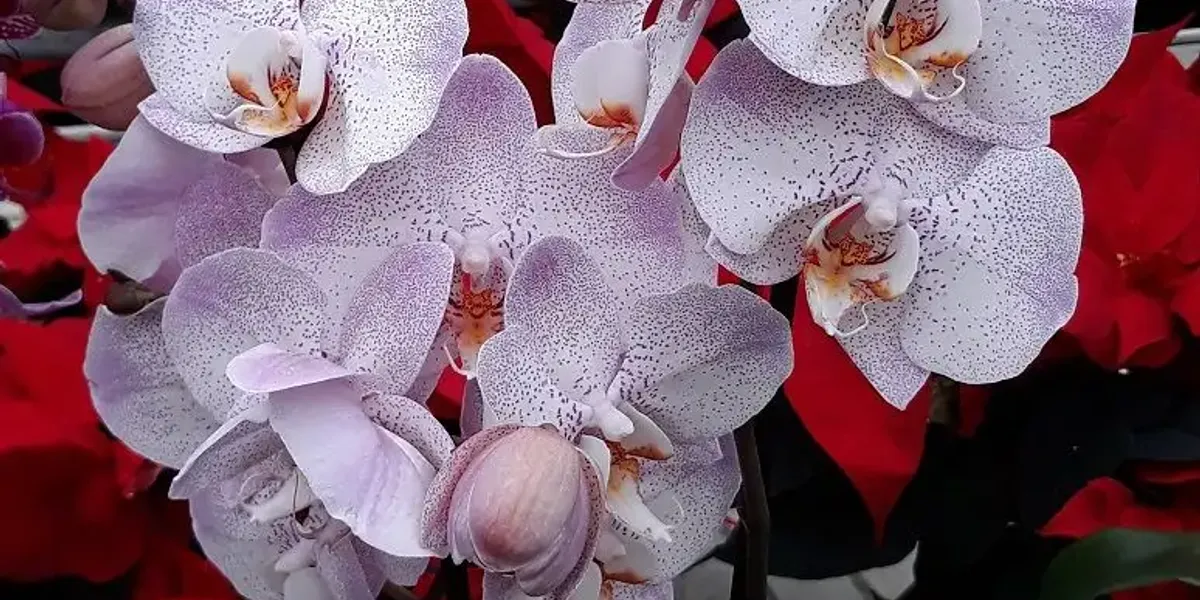 Gaec de l'Edelweiss