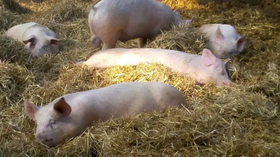 Ferme de la Moinerie