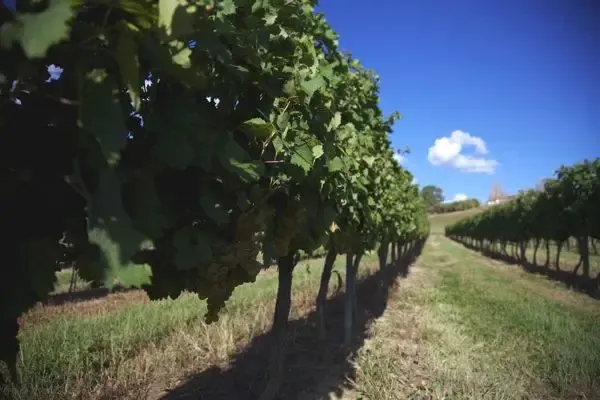 Vignobles Buffeteau