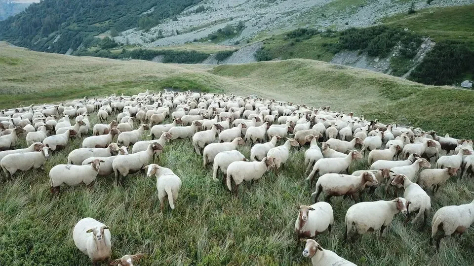 Ferme de Bérénice et Nico
