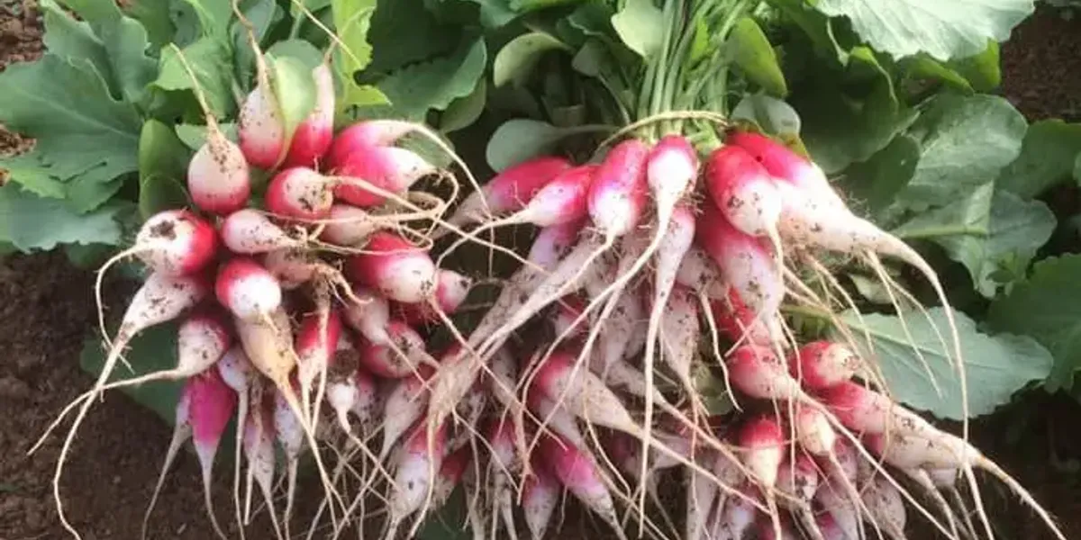 Le Grand Potager