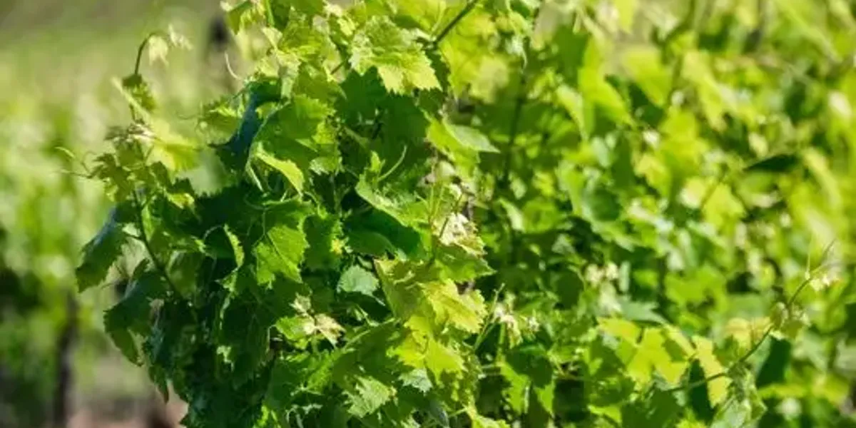 Domaine de Bilé