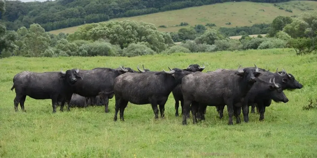 Ferme d'arvieu