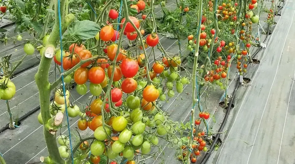 Le panier bio de charlène