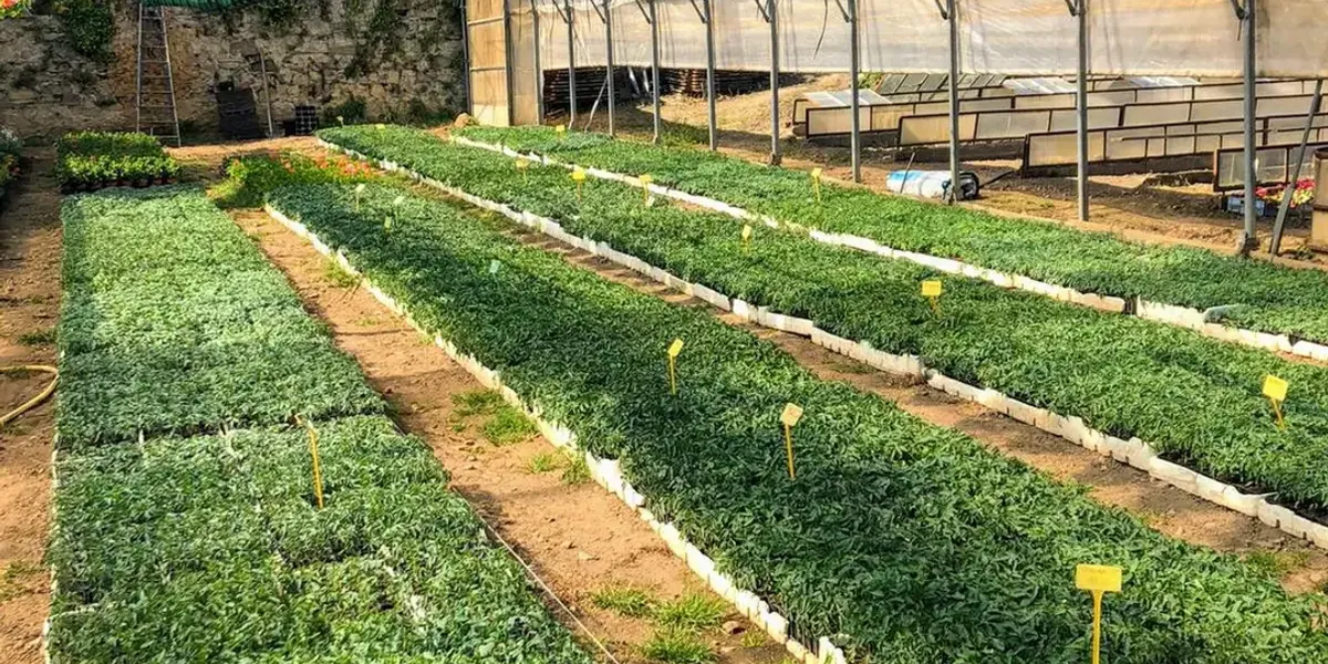 Neyrand Horticulture