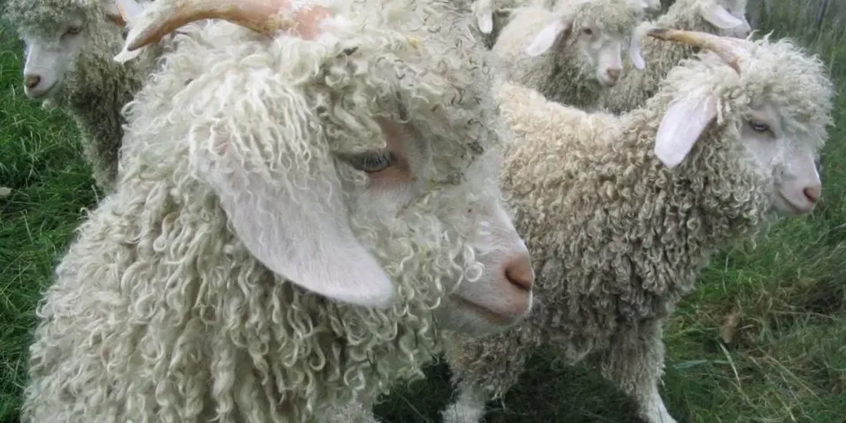 La Ferme de Siran