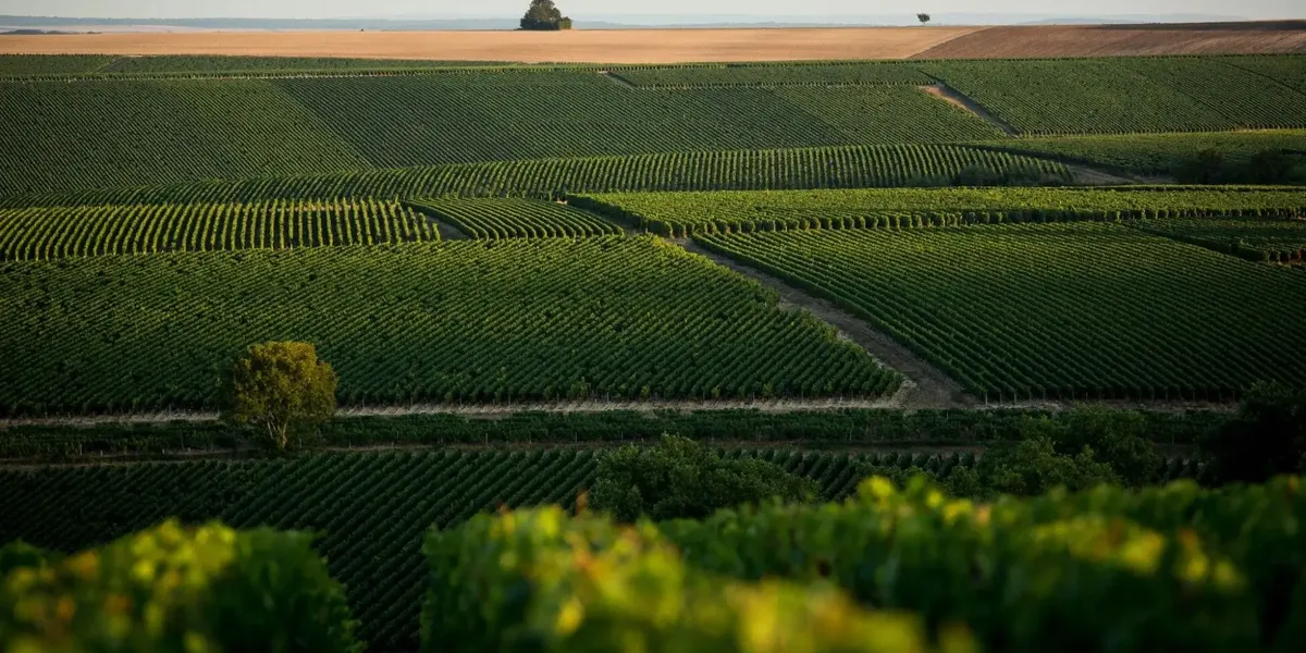 VIGNOBLE ANGST