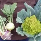 Logo de Les Serres Dellarossa