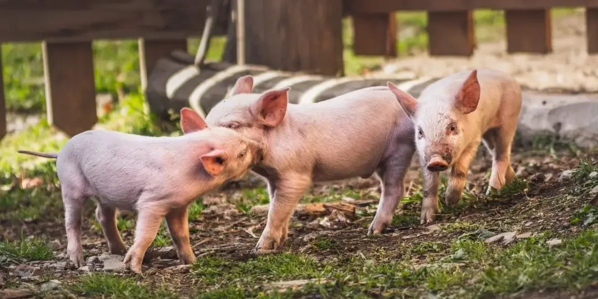 La Ferme chez Mathieu