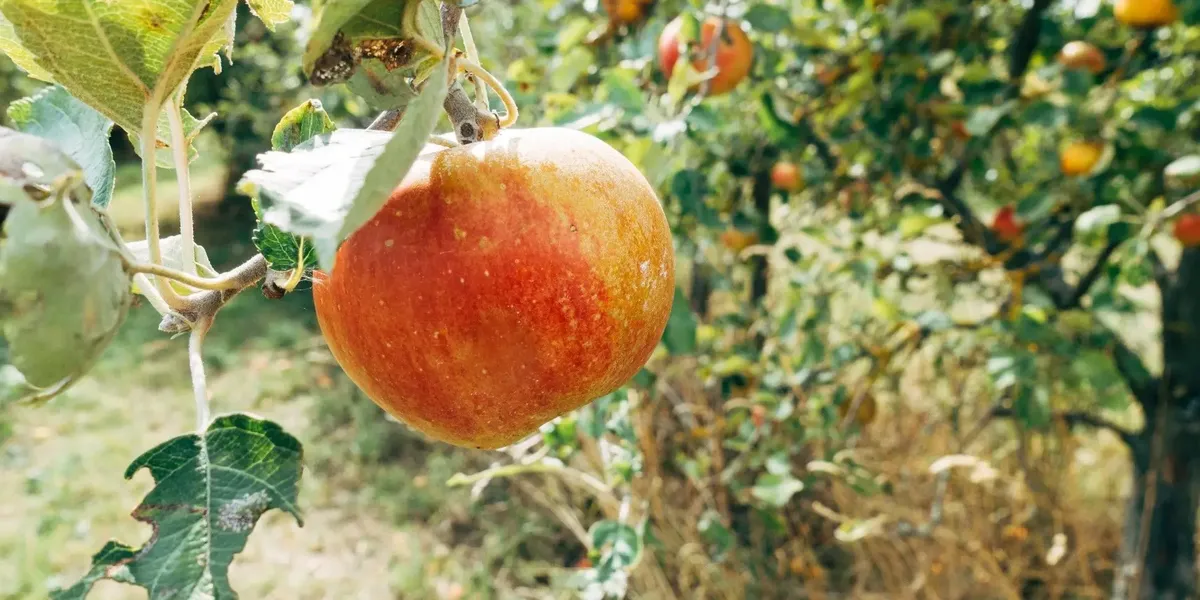 Ferme Fruitiere Du Kehlbach