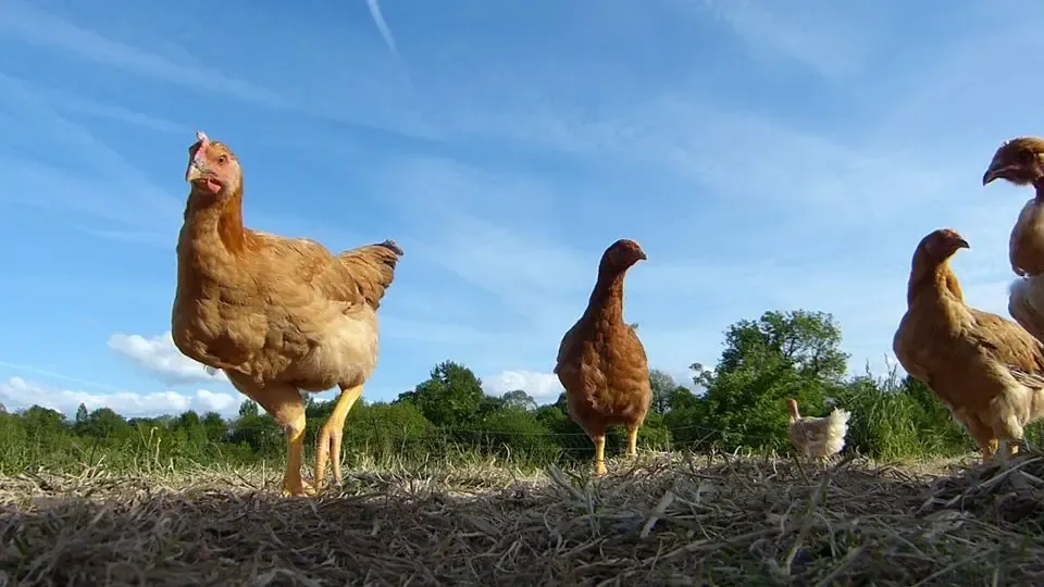Ferme de la Ryauté