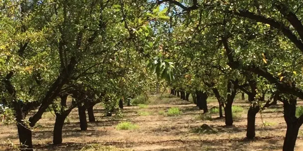 Amandes de la Méditerranée