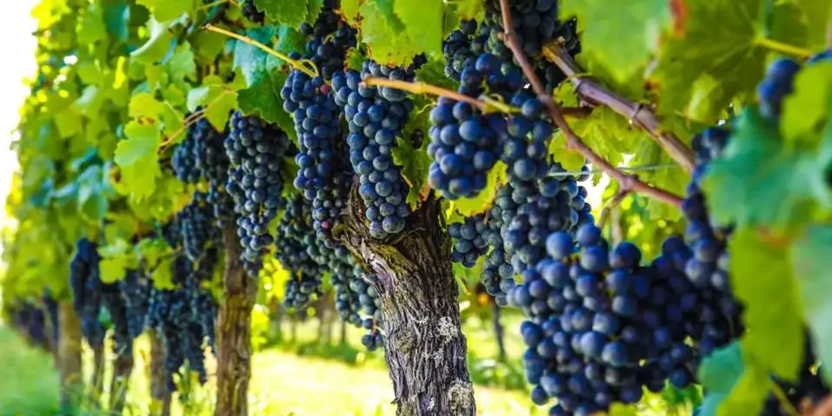 Vin de Bordeaux : Château CRESUS