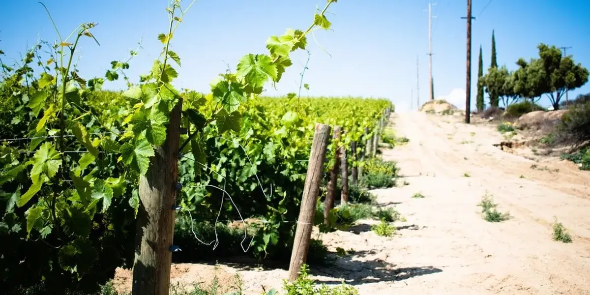 Earl Domaine Burckel Jung