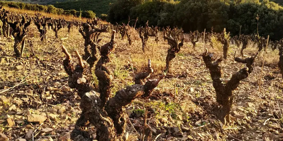 Domaine La Bosque