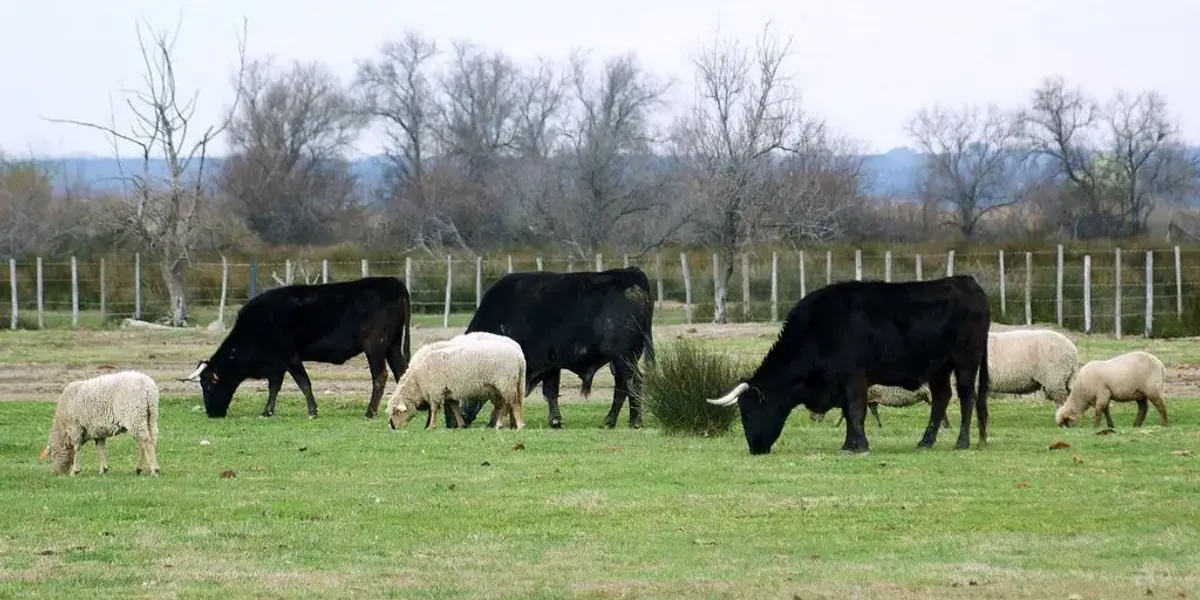 Les Delices Du Scamandre - Spécialités Camarguaise
