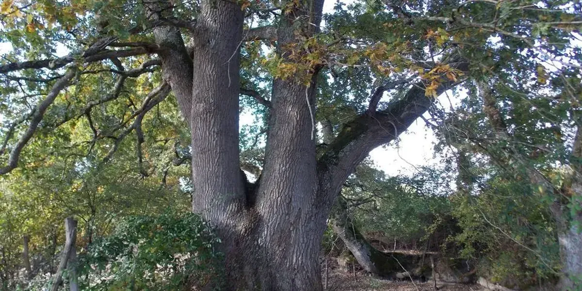 La Grange Aux Abeilles