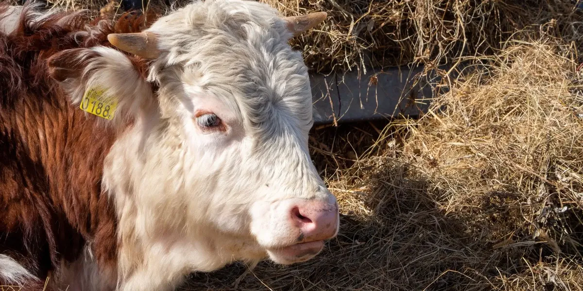Ferme Bio De La Pereire