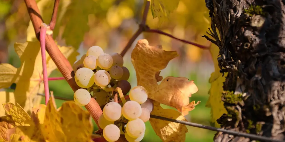 Domaine de la Prade Mari