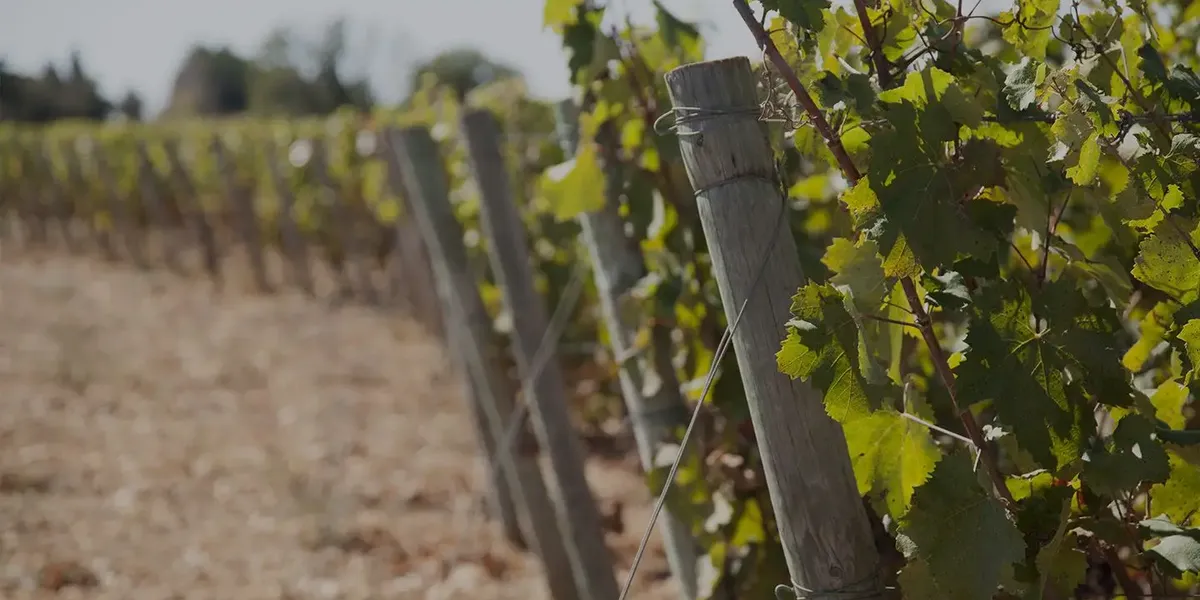 Wines and brands