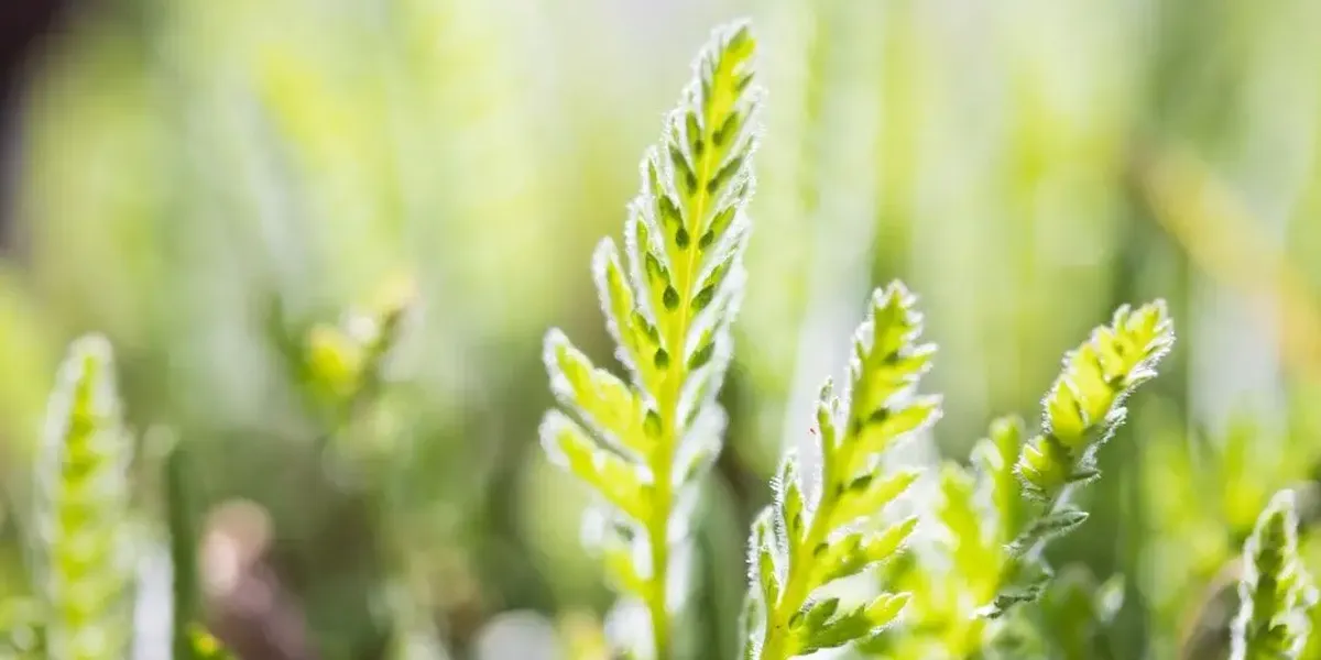 Aux Bio Legumes