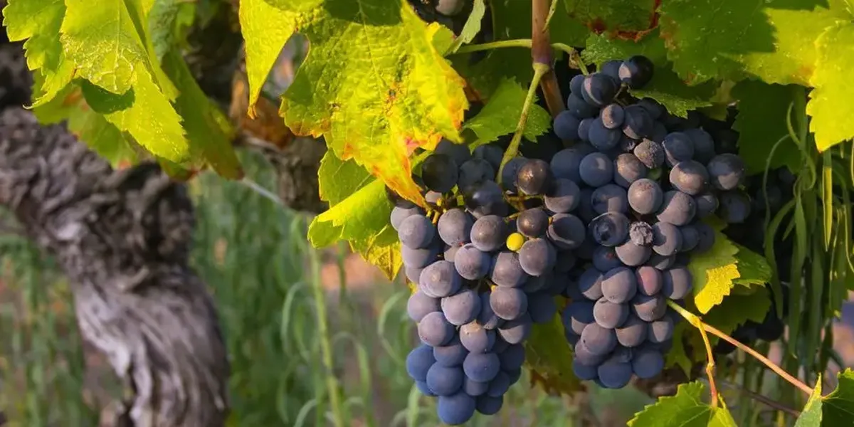 SCA VIGNERONS CREATEURS