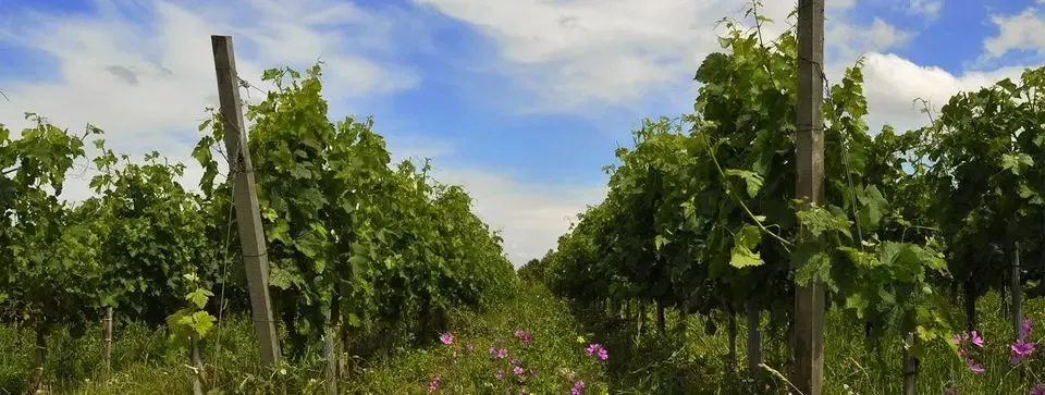 Château Haut-Mongeat