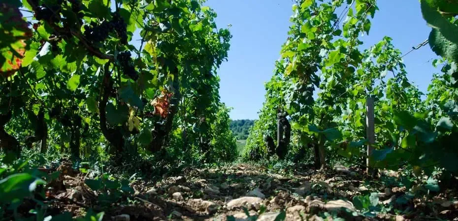 Domaine Hubert et Laurent Lignier