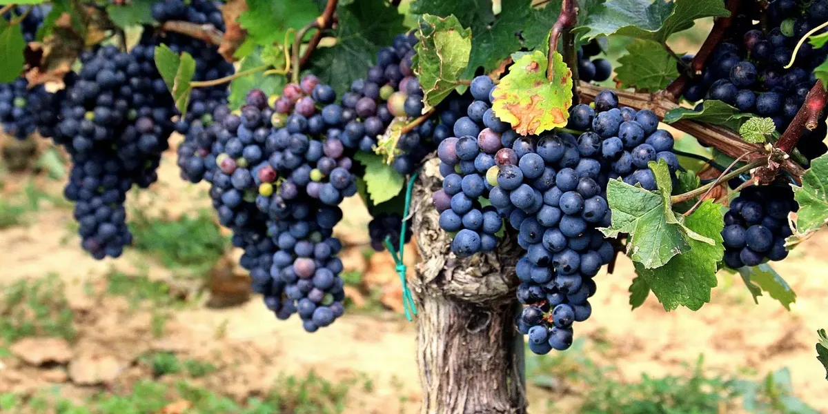 Domaine du Chêne
